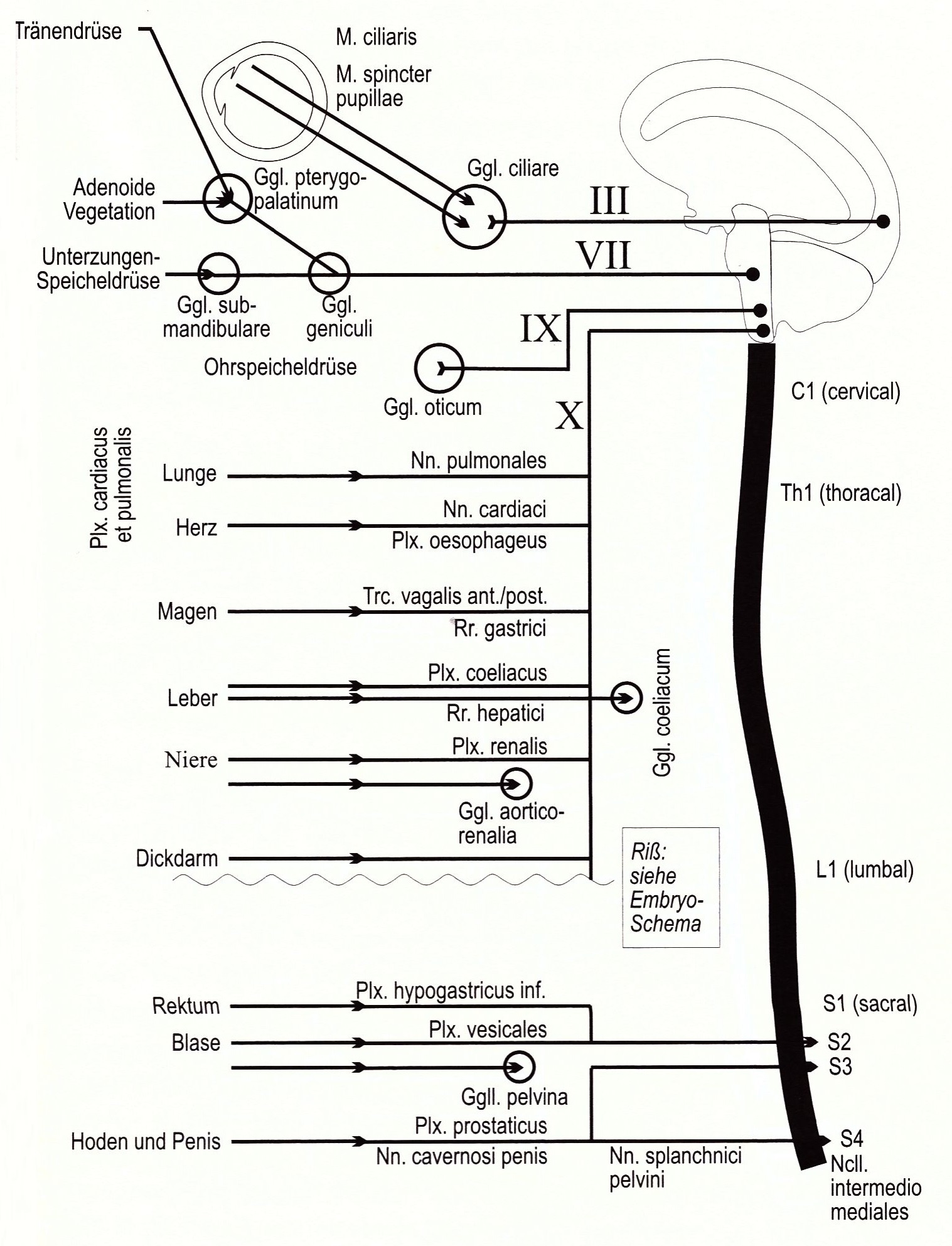 184 Das parasympathische Nervensystem