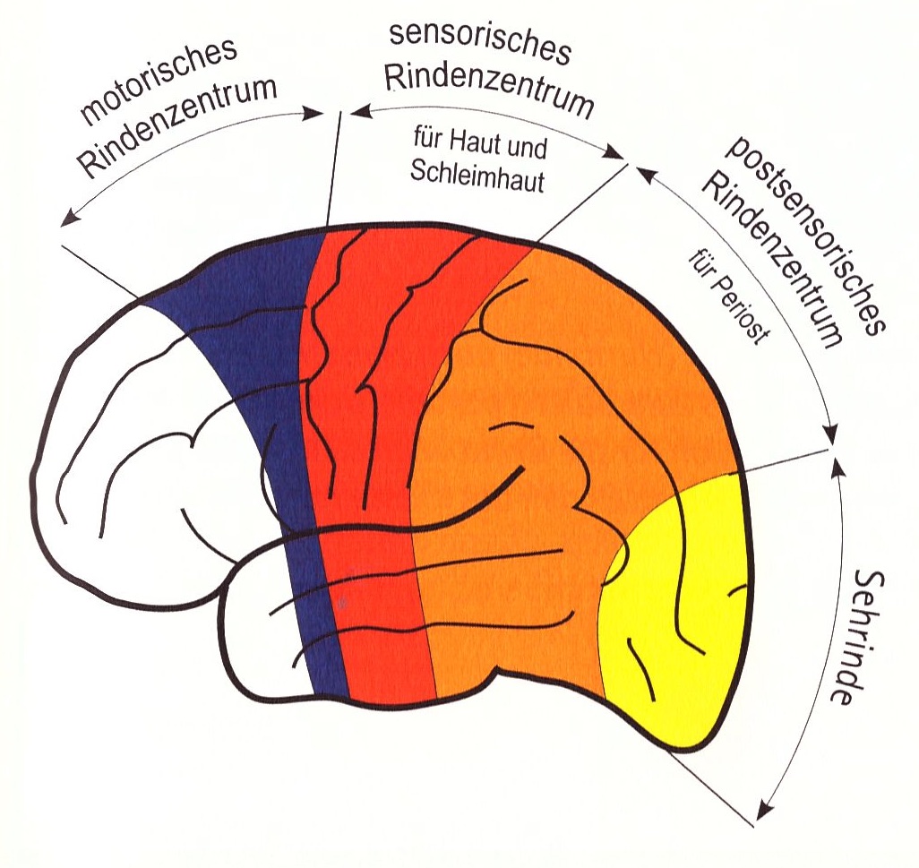 204 Zonen Zentren Gehirnrinde
