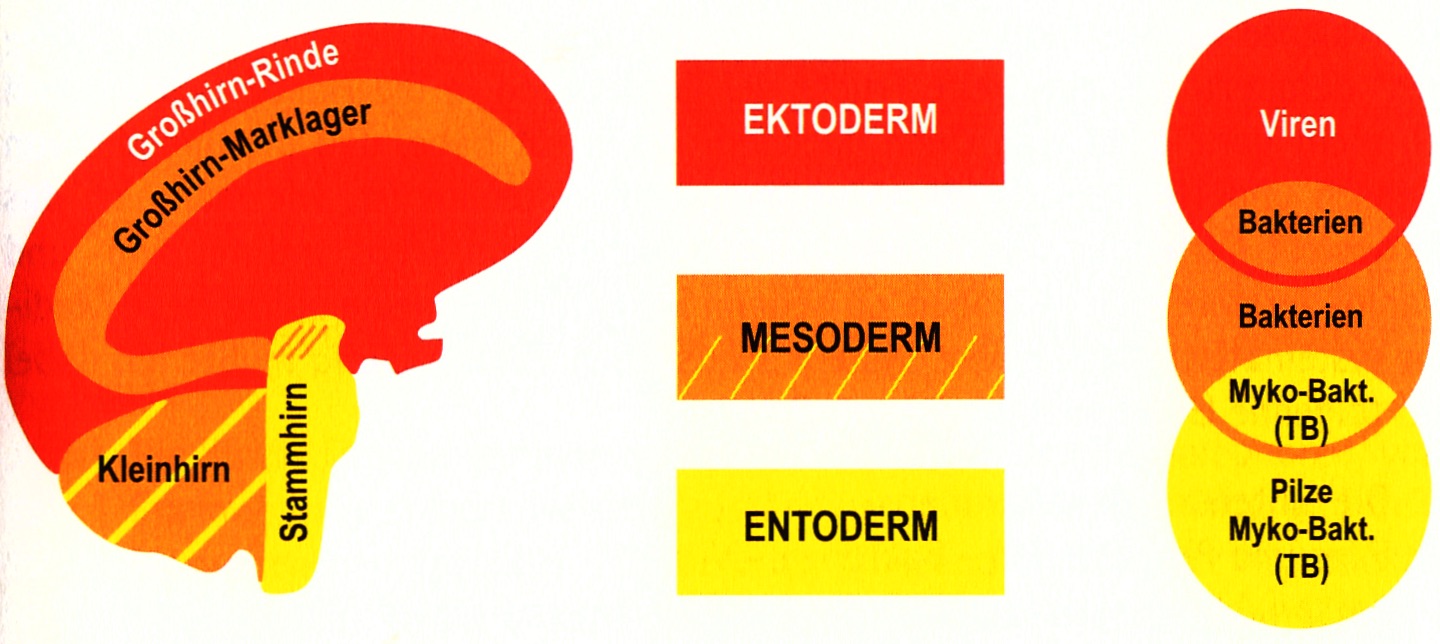 377 Schema Das ontogenetisch bedingte System der Mikroben