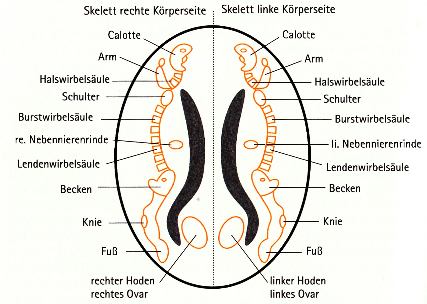 532 Schema der Relais fuer Skelettsystem im Grosshirn-Marklager
