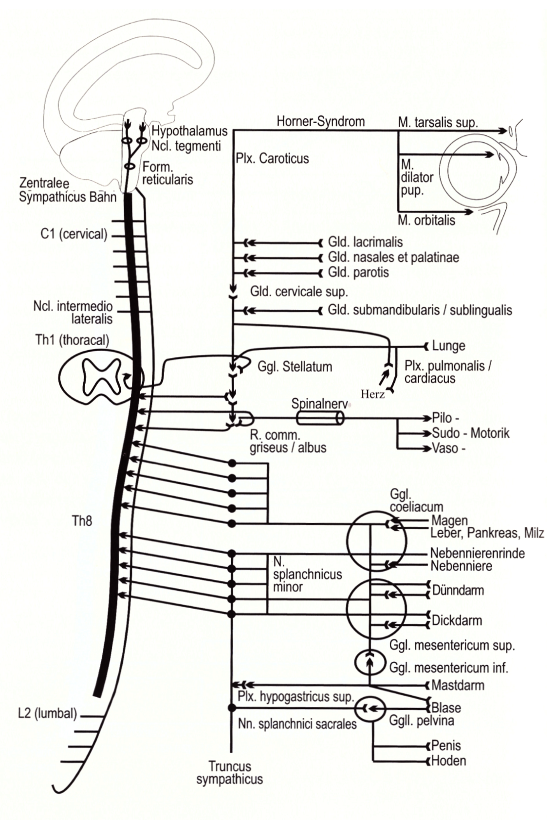 185 Das sympathische Nervensystem