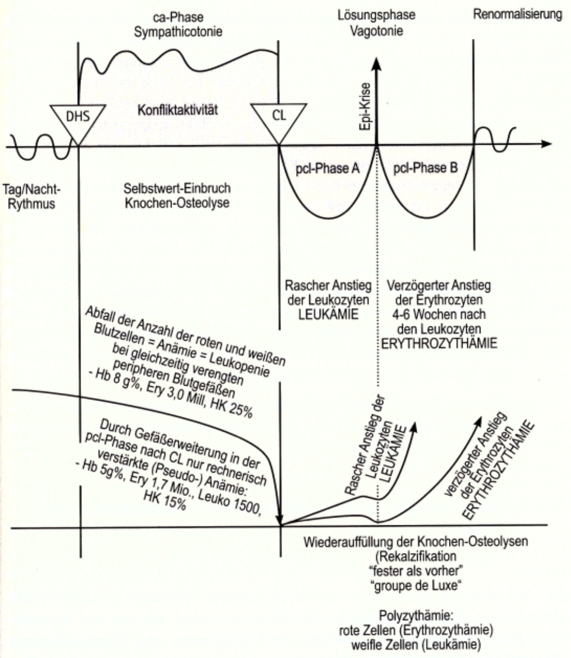 513-Uebliche Verlaufsstadien grundsaetzlich bei jedem Selbstwertkonflikt-DHS sofern eine Konfliktloesung erfolgt